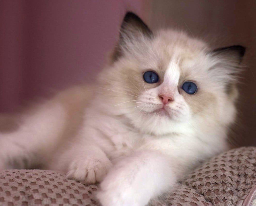 /images/Galeria/Ragdoll Rajongók Rezidenciája/01 Krisztina Kreivich Kindiánné - Lina.jpg